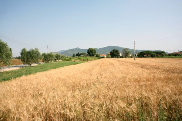 Villa Maya (Cascina)